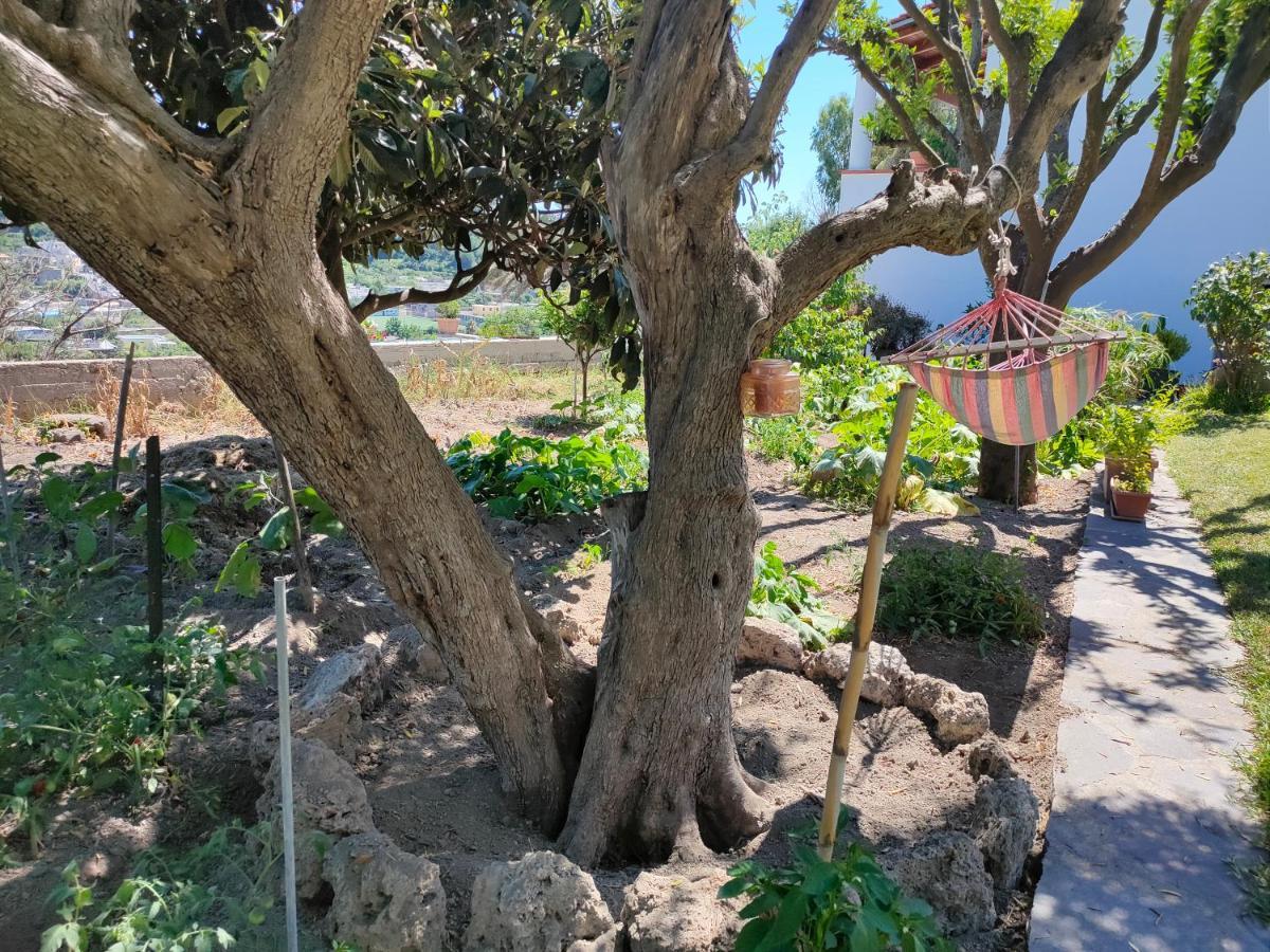 Il Giardino Apartment Barano d'Ischia ภายนอก รูปภาพ